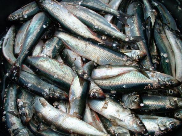 Bild klicken fr volle Gre