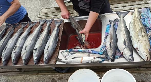 Bild klicken fr volle Gre