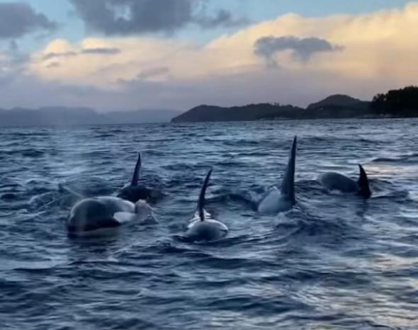 Bild klicken fr volle Gre